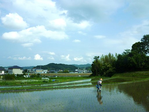 棚田