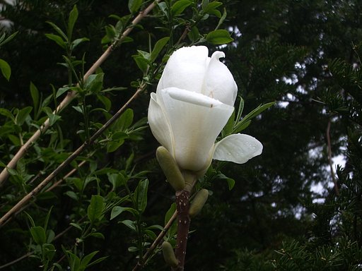 白木蓮