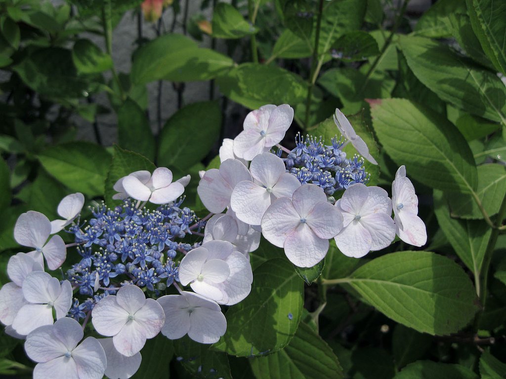 ウチの紫陽花