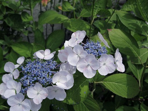ウチの紫陽花