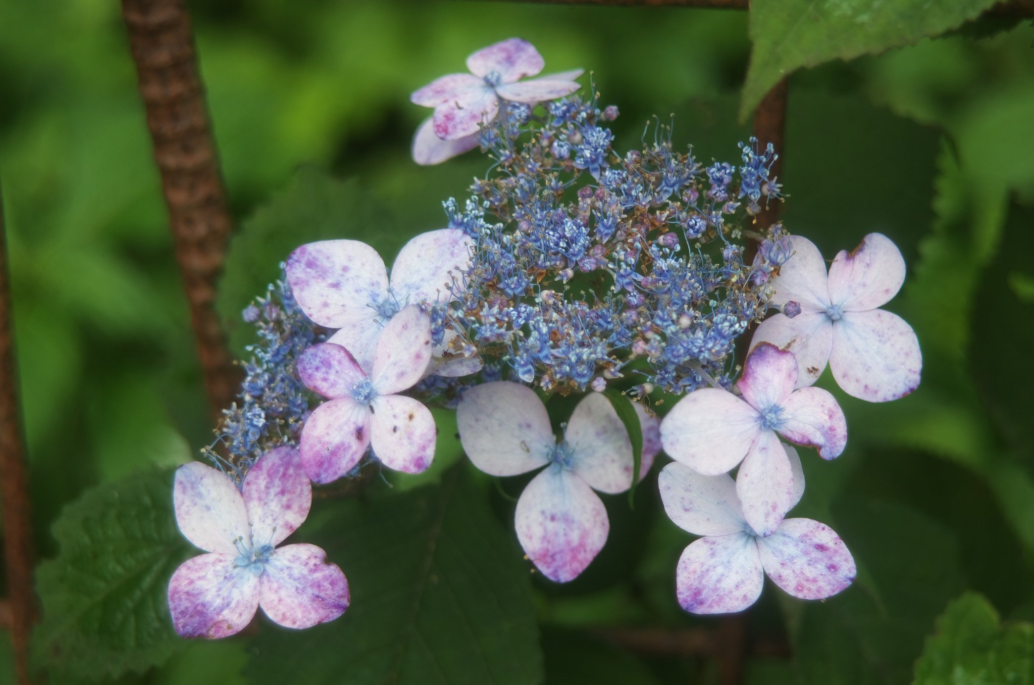 山の紫陽花もアバタに。