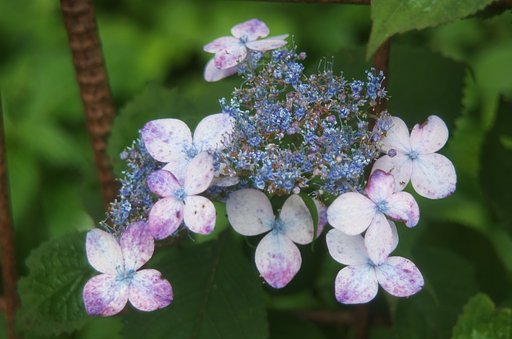 山の紫陽花もアバタに。
