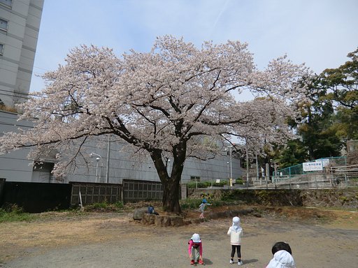 桜満開