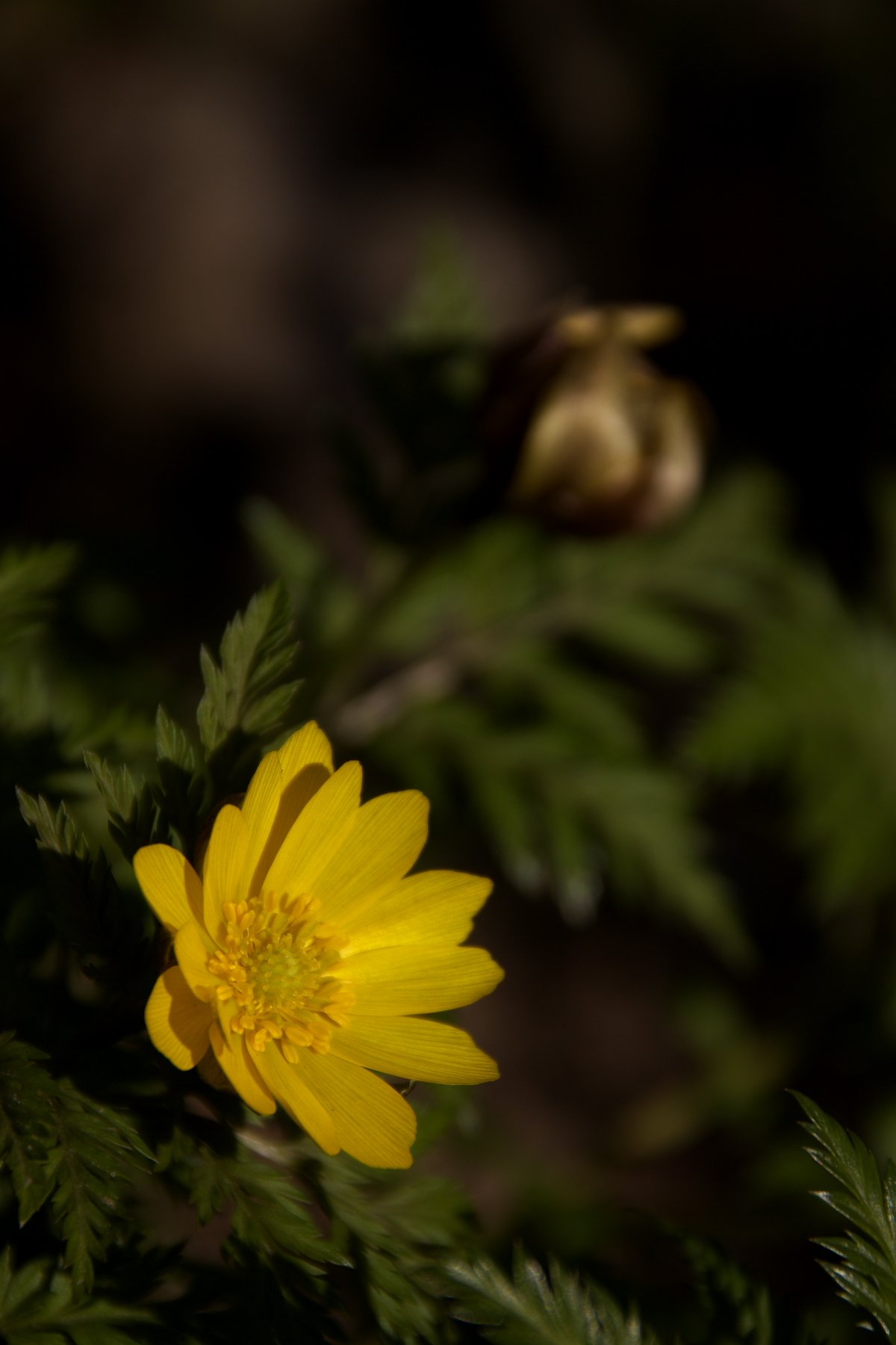 福寿草