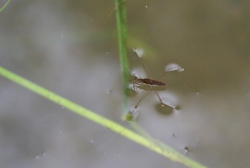 アメンボがいました・・