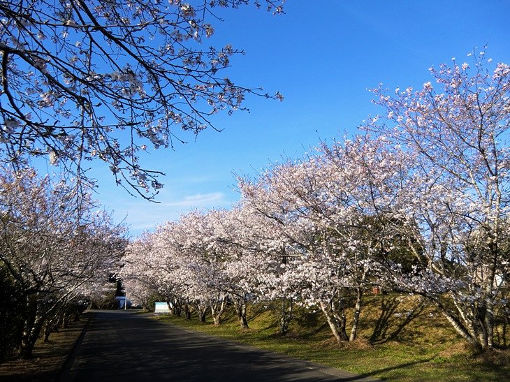 桜並木と青空