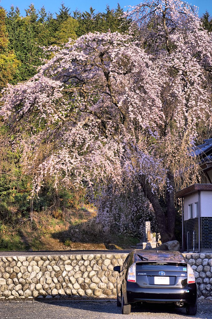 【おだやかに・・・春】　勝泉寺のしだれ桜②