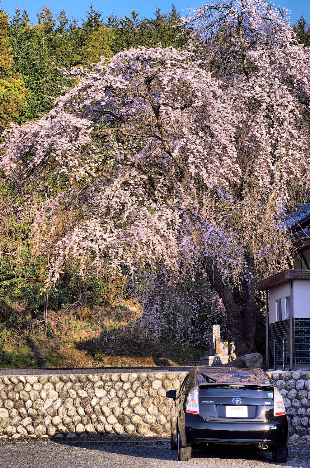 【おだやかに・・・春】　勝泉寺のしだれ桜②
