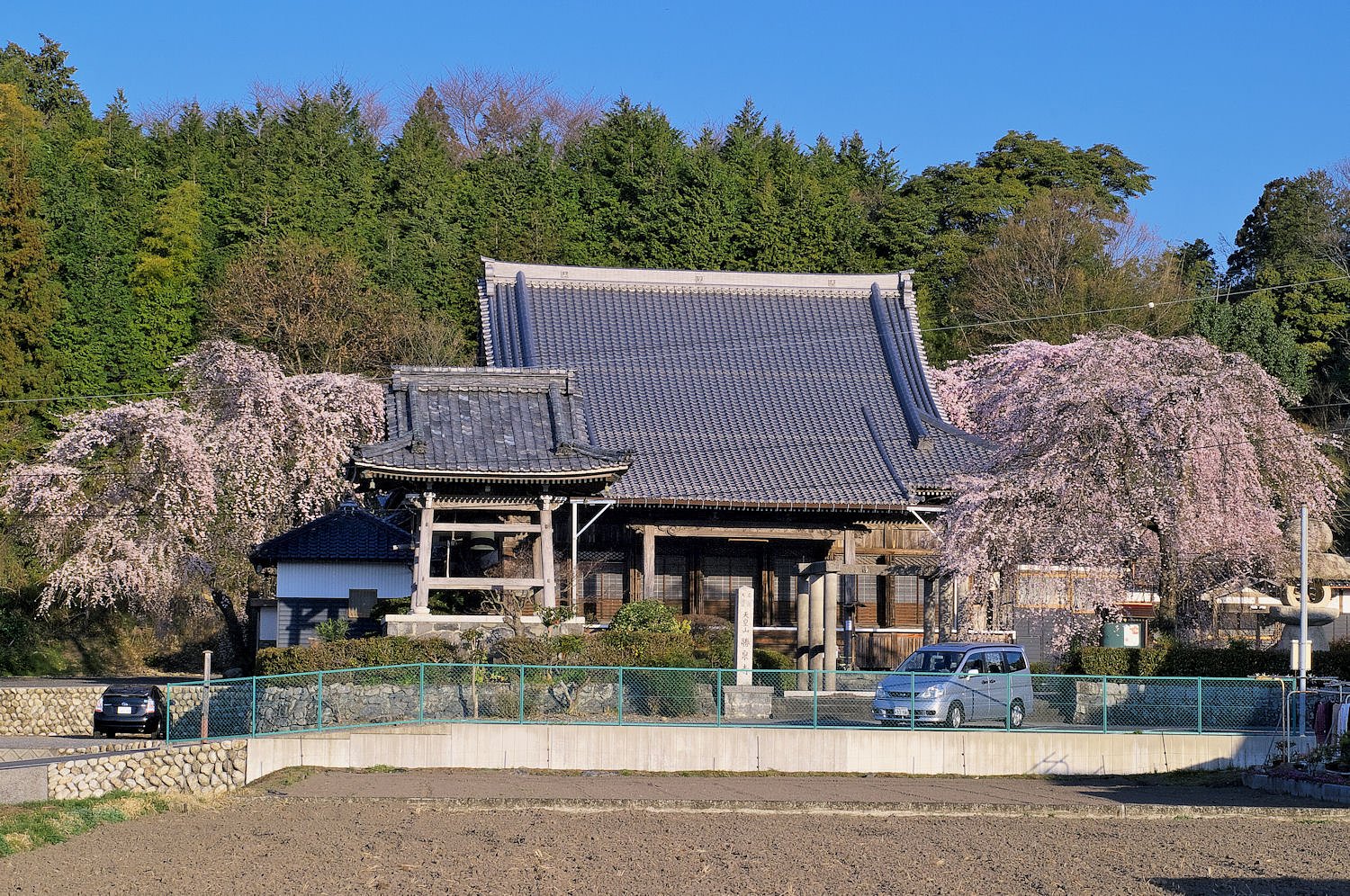 【おだやかに・・・春】　勝泉寺のしだれ桜③