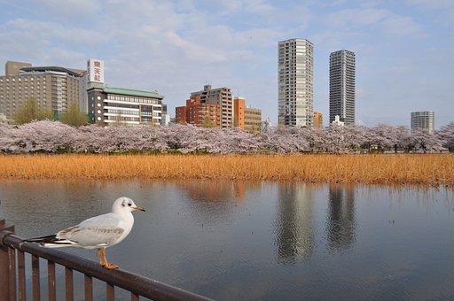 上野公園の風景