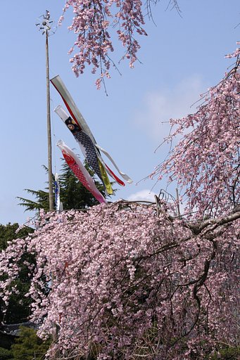 春に泳ぐ